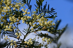 Acacia irrorata