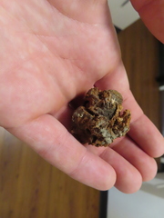 Callirhytis quercuscornigera