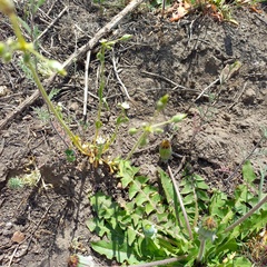Holosteum glutinosum