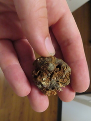 Callirhytis quercuscornigera