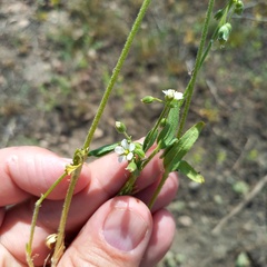 Holosteum glutinosum