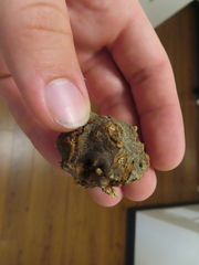 Callirhytis quercuscornigera