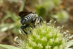 Coelioxys conoideus