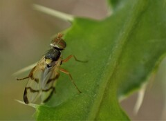 Urophora