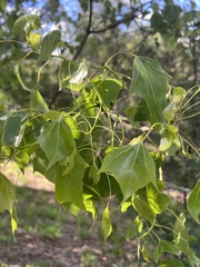Brachychiton populneus