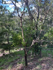 Brachychiton populneus