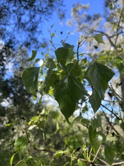 Brachychiton populneus