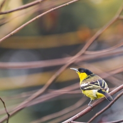 Aegithina tiphia