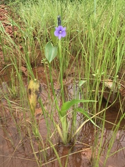 Pontederiaceae