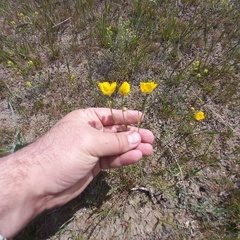 Ranunculus regelianus