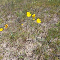 Ranunculus regelianus