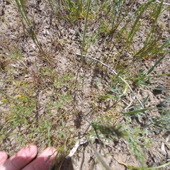 Ranunculus regelianus