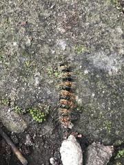 Cricula trifenestrata