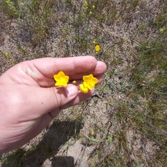 Ranunculus regelianus