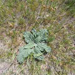 Phlomoides isochila