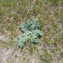 Phlomoides isochila
