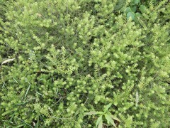 Leptecophylla juniperina