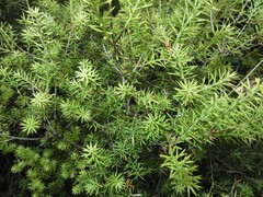 Leptecophylla juniperina