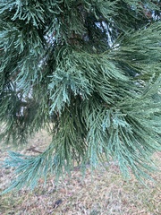 Sequoiadendron