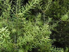 Leptecophylla juniperina