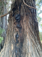 Sequoiadendron
