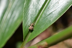 Leptopius tetraphysodes