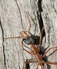 Myrmecia nigriceps