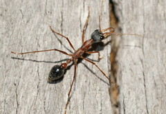 Myrmecia nigriceps