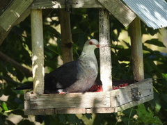 Columba leucomela