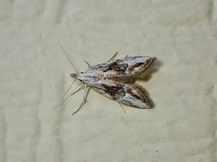 Nola paroxynta