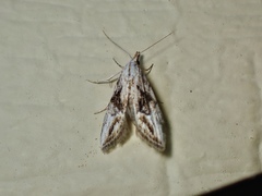 Nola paroxynta