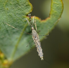 Anopheles annulipes