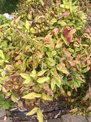 Nandina