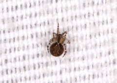 Theridion varians