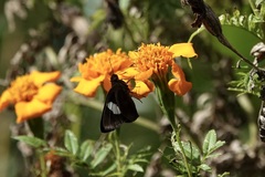 Notocrypta paralysos