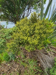 Olearia nummulariifolia
