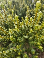 Olearia nummulariifolia