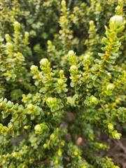 Olearia nummulariifolia