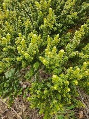 Olearia nummulariifolia