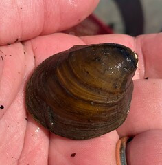 Reginaia ebenus