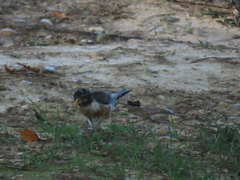Turdus migratorius