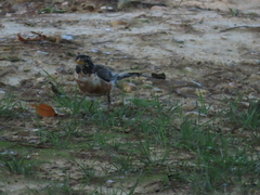 Turdus migratorius