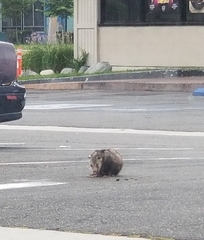 Didelphis virginiana