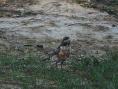 Turdus migratorius