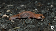 Diplodactylus lateroides