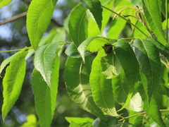 Phylloxera notabilis