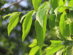 Phylloxera notabilis