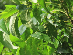 Phylloxera notabilis