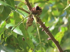 Phylloxera georgiana