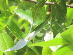 Phylloxera notabilis